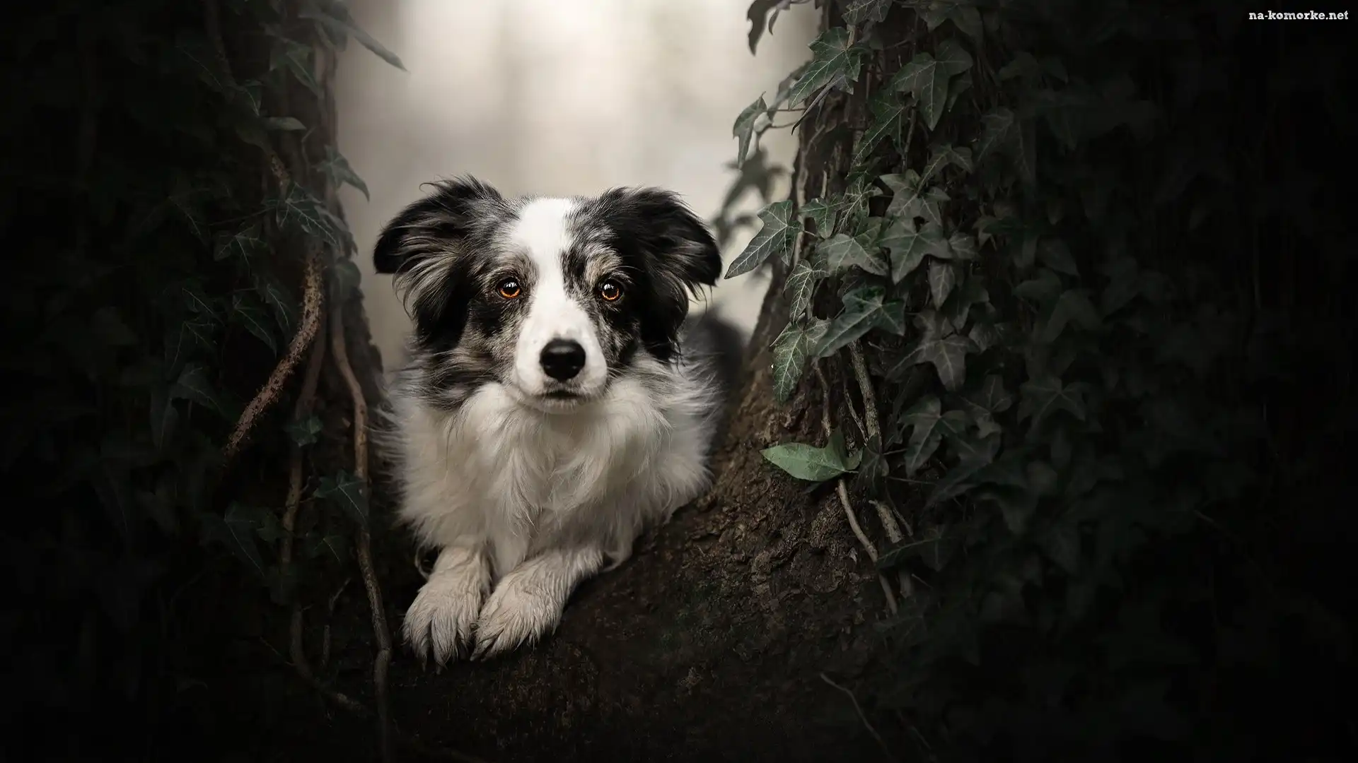 Drzewo, Border collie, Pies, Liście, Mordka, Roślina