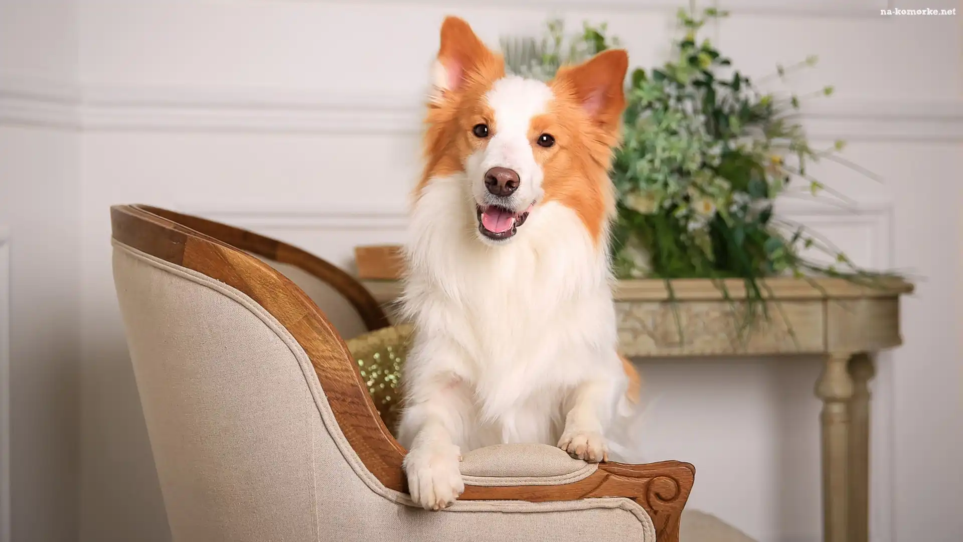 Fotel, Border collie, Pies, Kwiaty, Mordka, Stolik