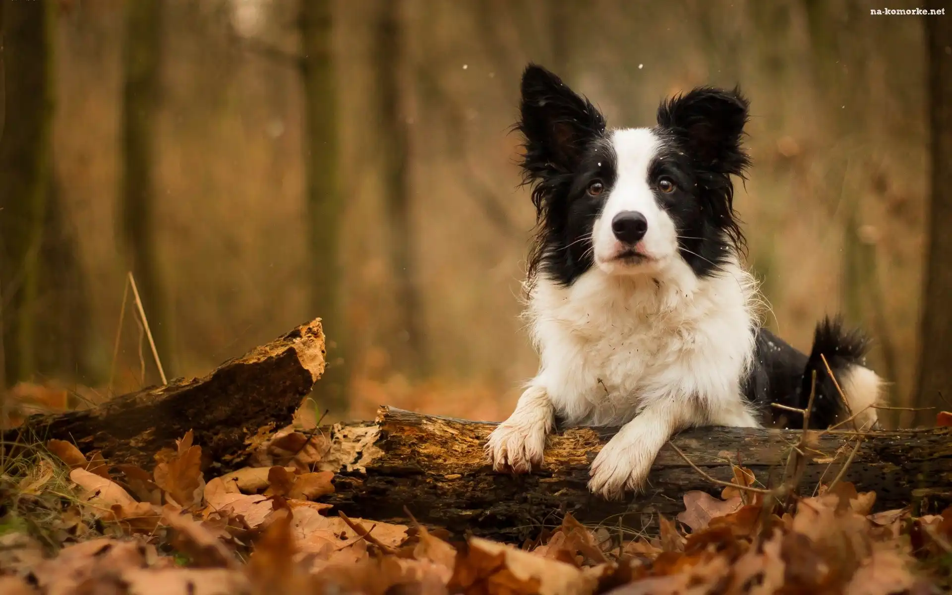 Border collie, Liście, Konar, Gałąź