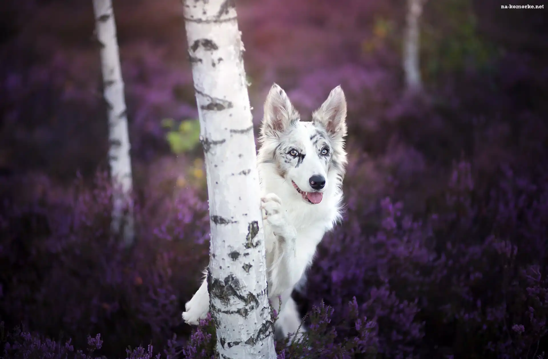 Border collie, Wrzos, Las, Brzozy