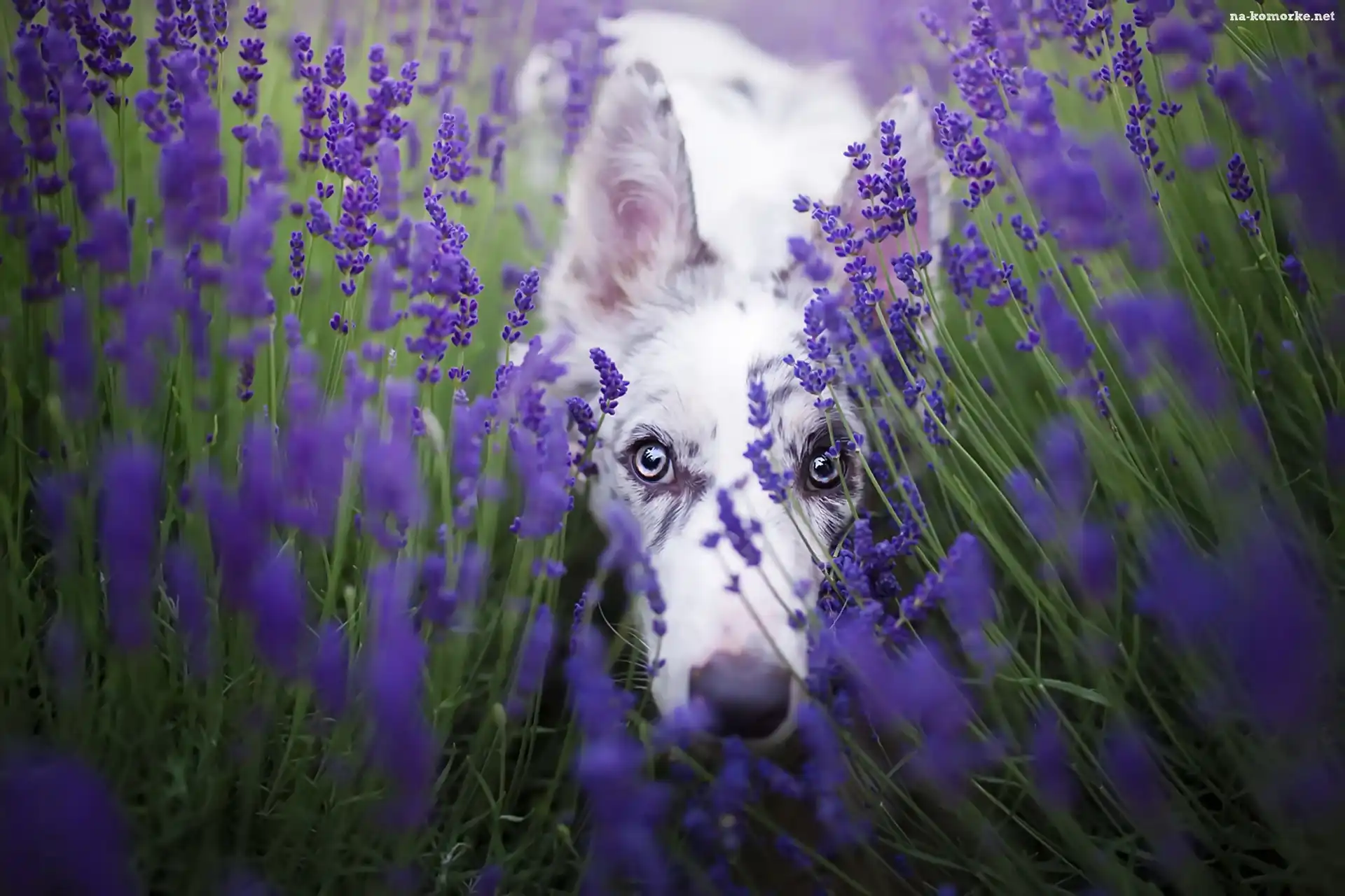 Border collie, Lawenda wąskolistna
