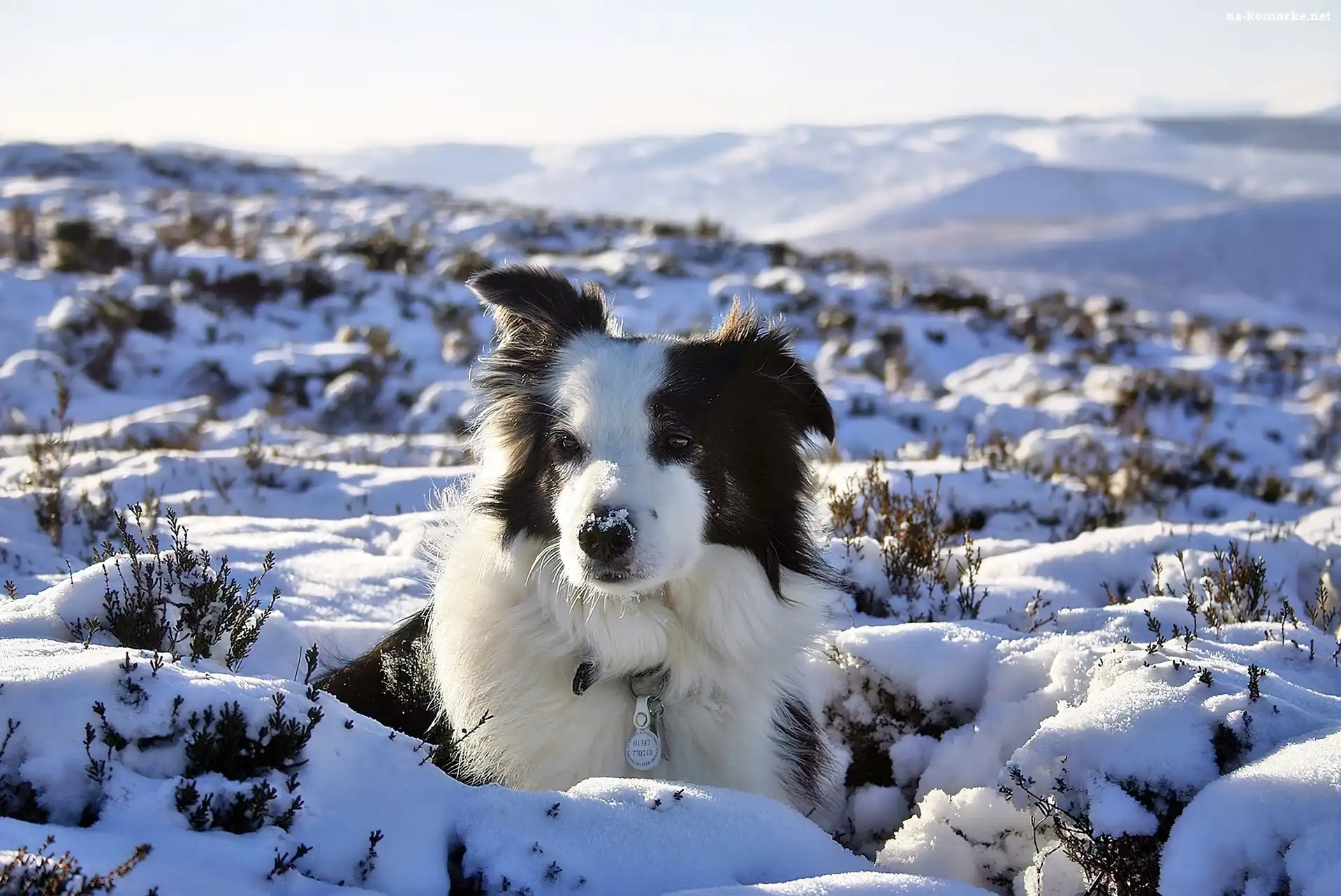 Border Collie Griff, Śnieg, Zima
