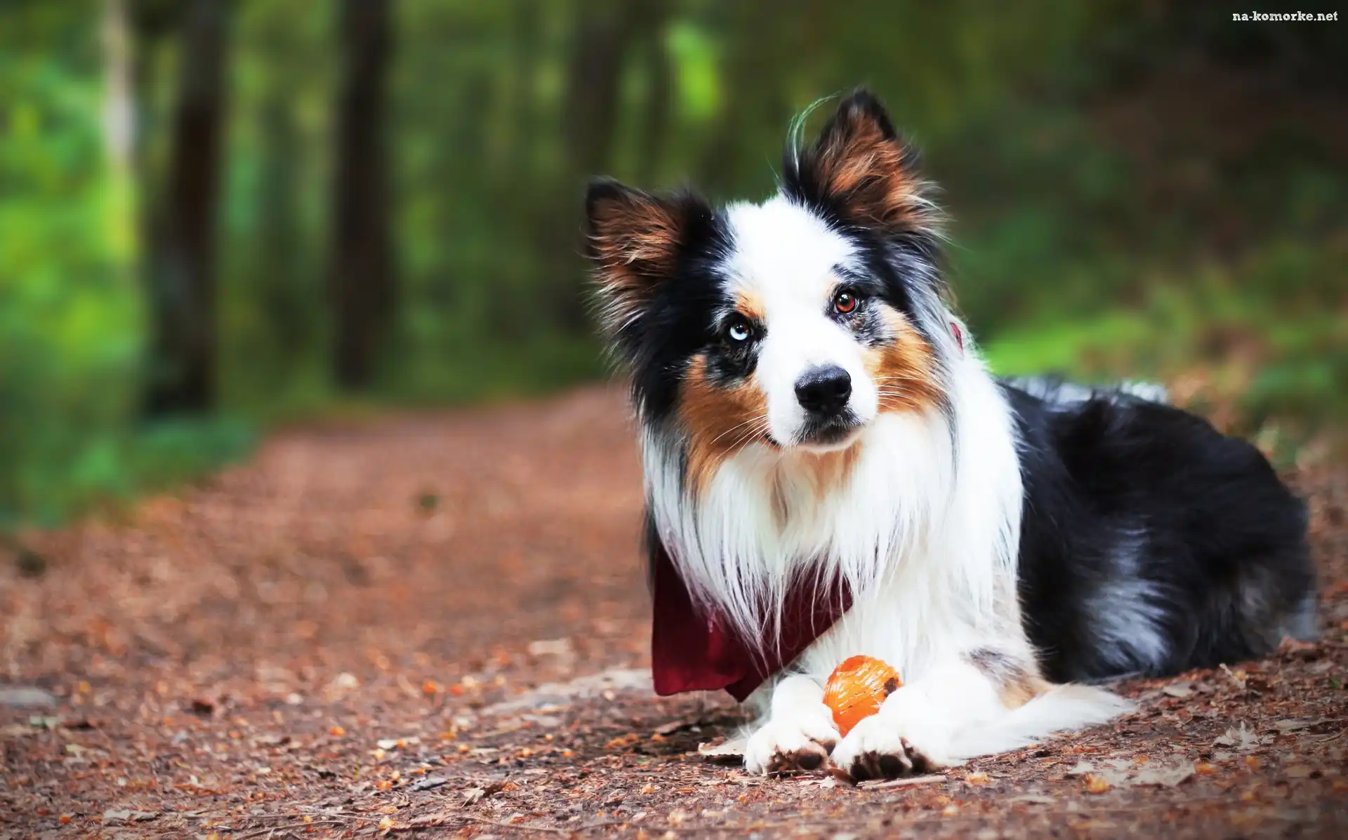 Border collie, Piłeczka, Droga