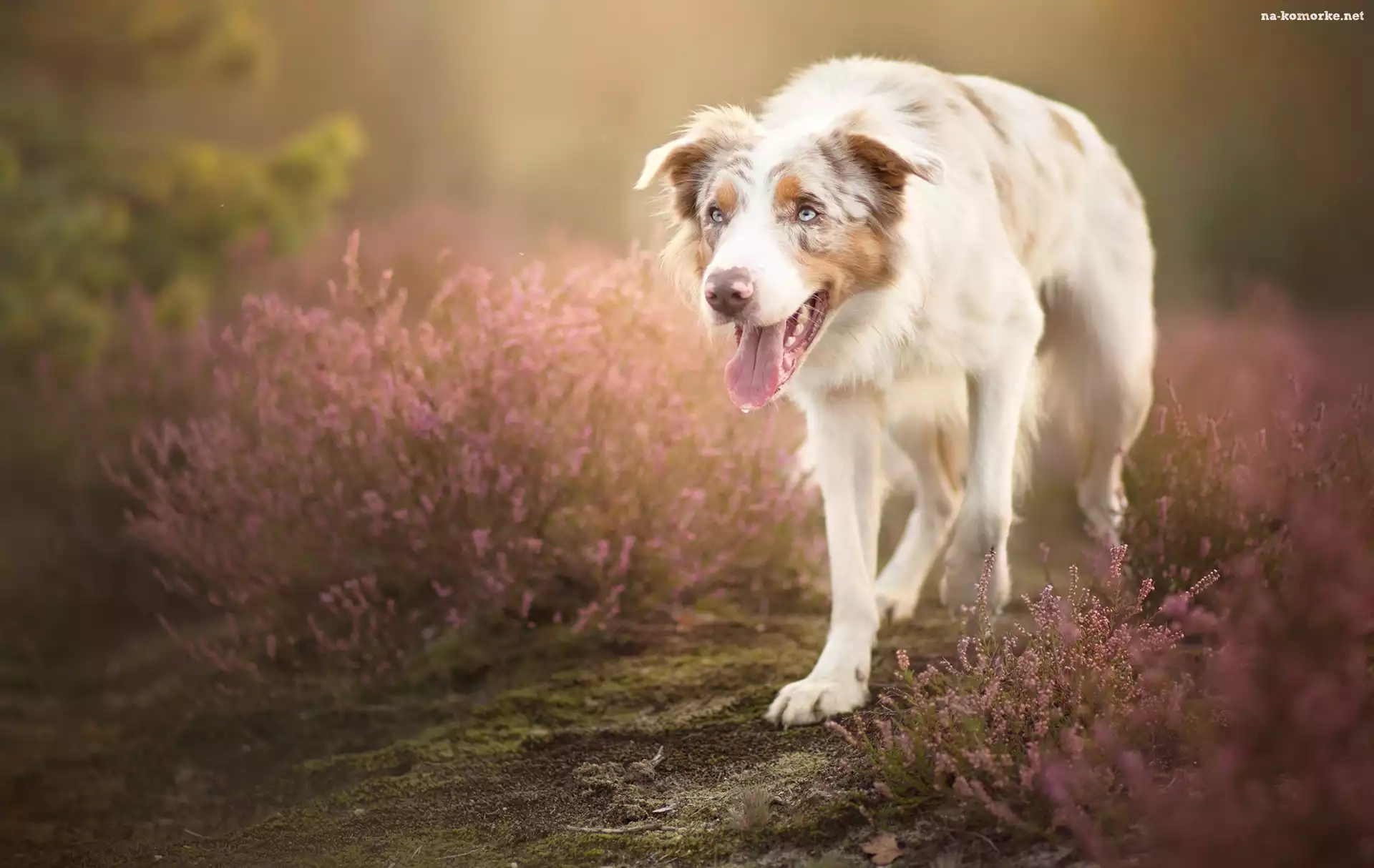 Border collie, Polana, Wrzos