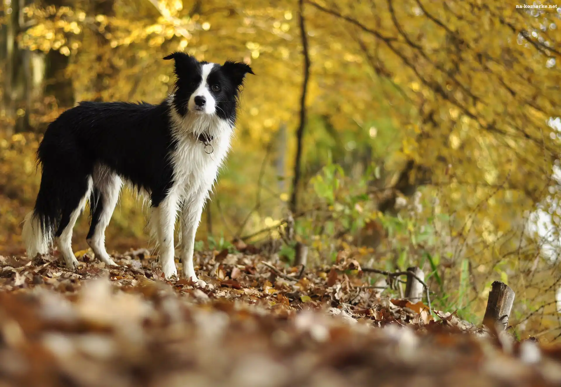 Border collie, Drzewa, Polana, Liście