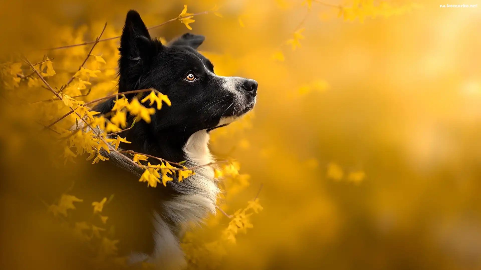 Pies, Kwiaty, Forsycje, Border collie, Rozmycie