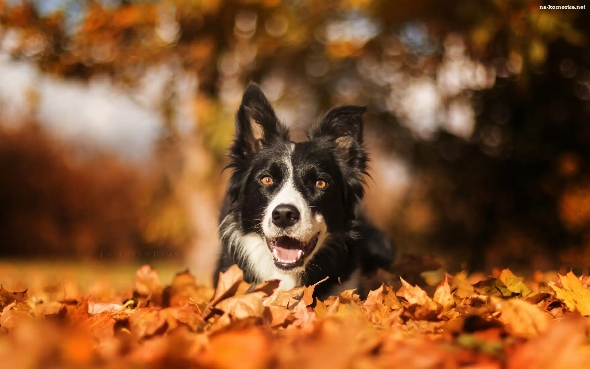 Border collie, Bokeh, Suche, Liście