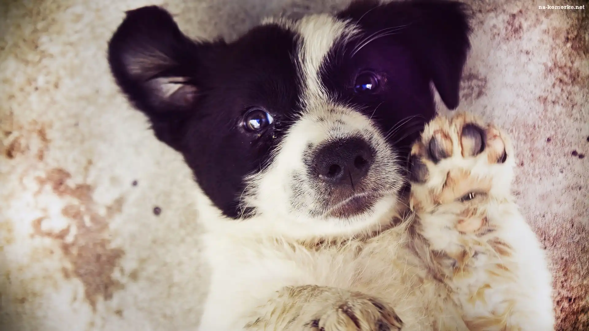 Szczeniak, Border Collie