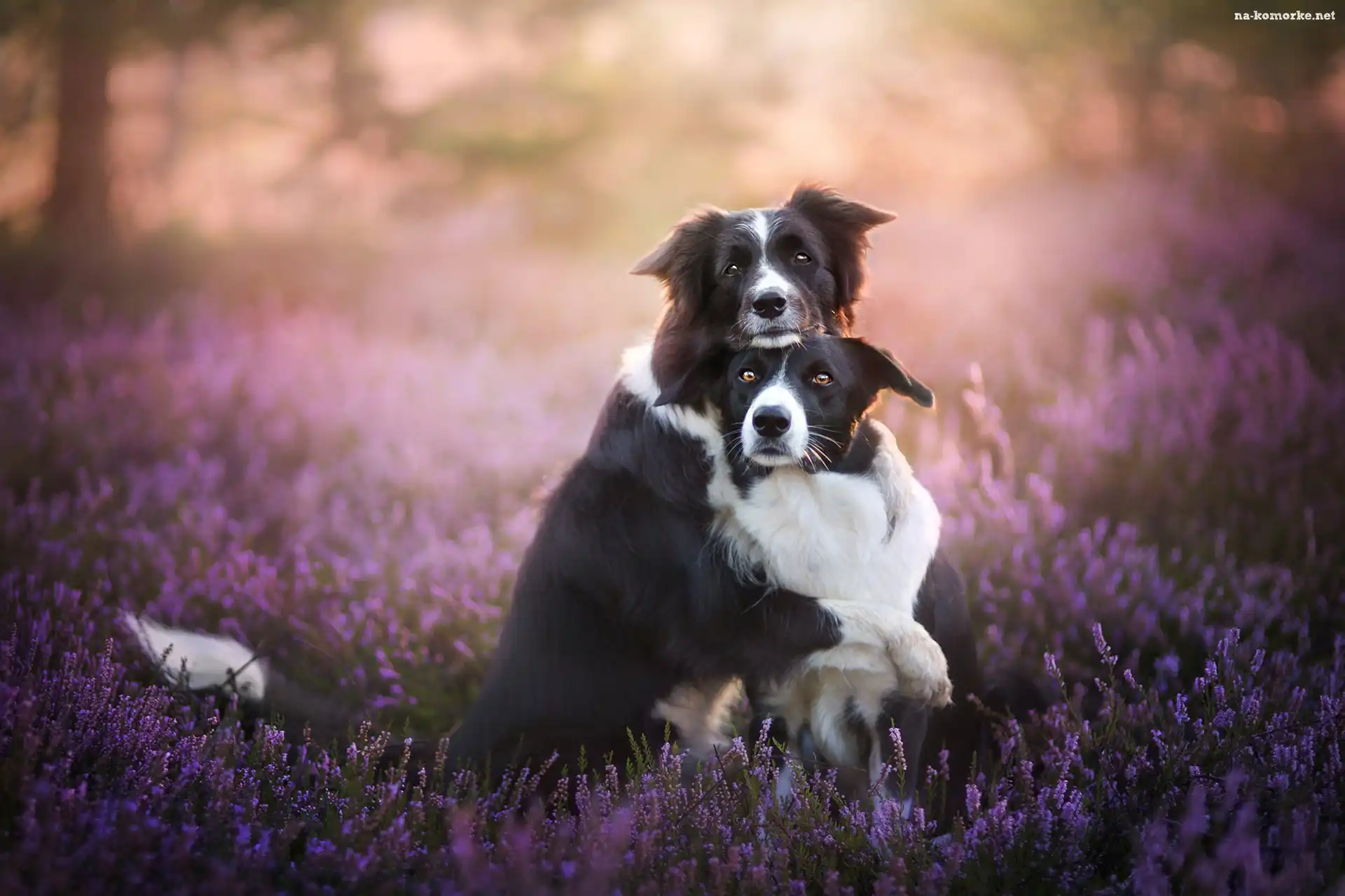 Border collie, Wrzos, Polana