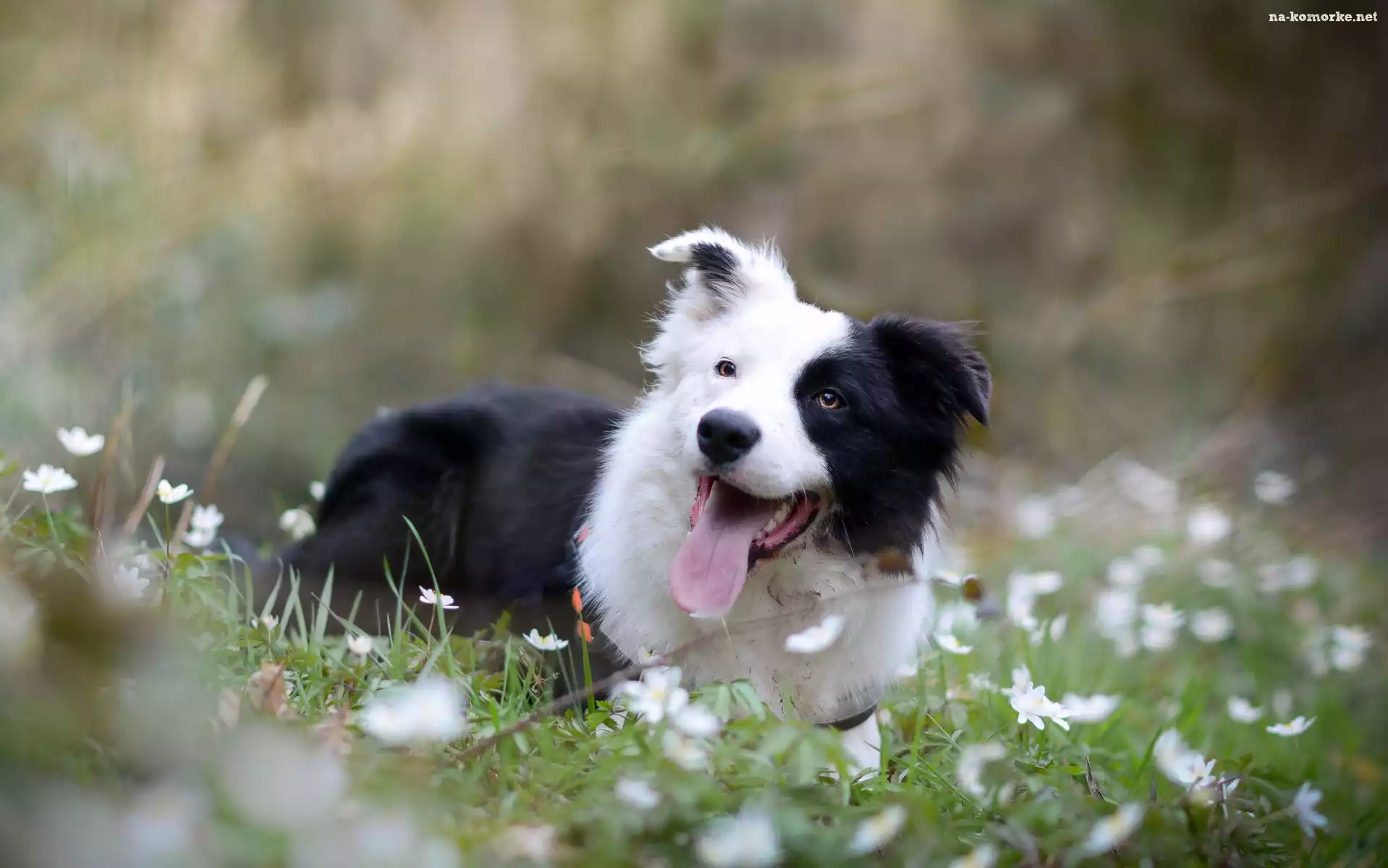 Border collie, Zdyszany, Łąka