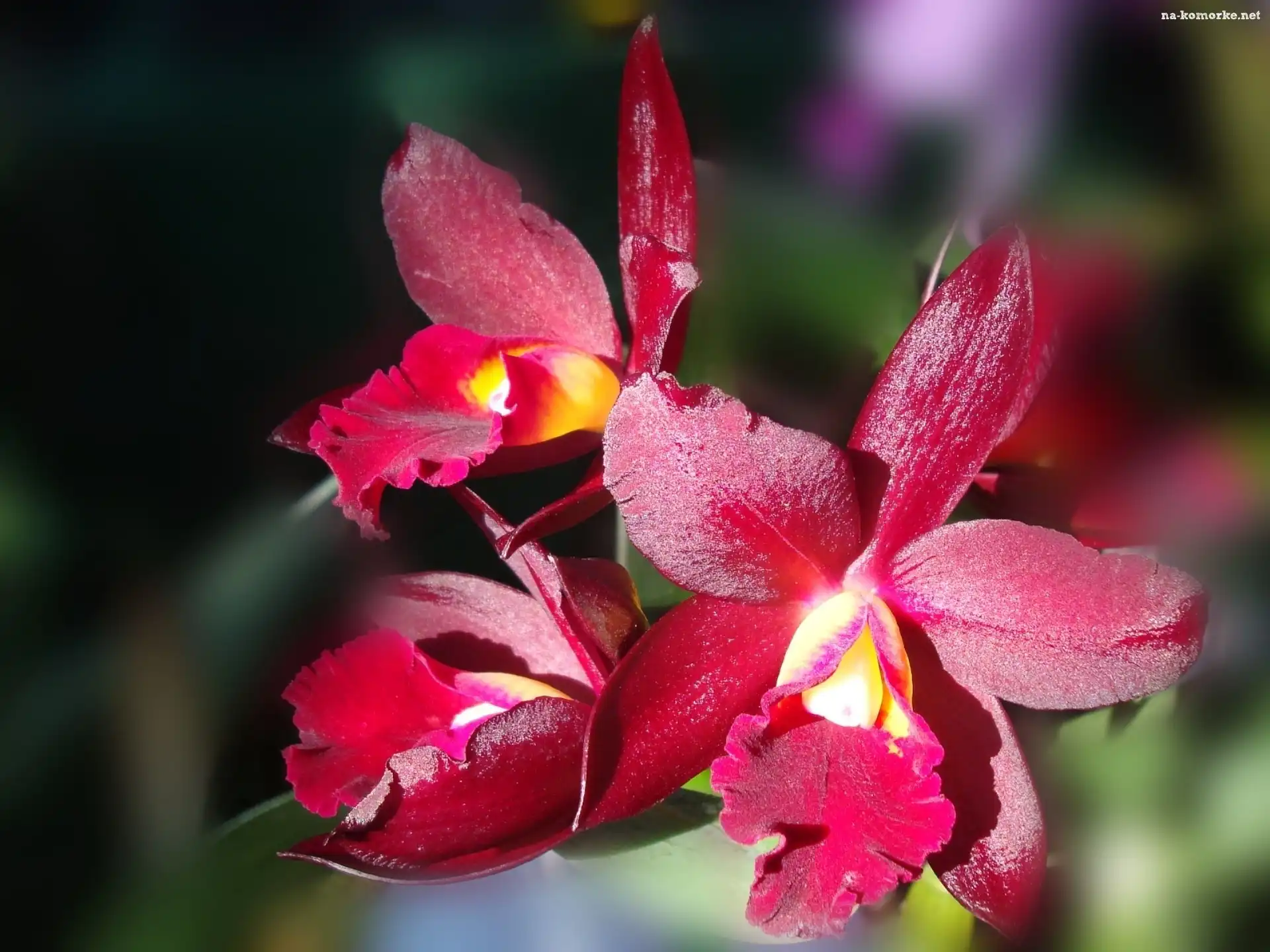 Bordowa, Orchidea