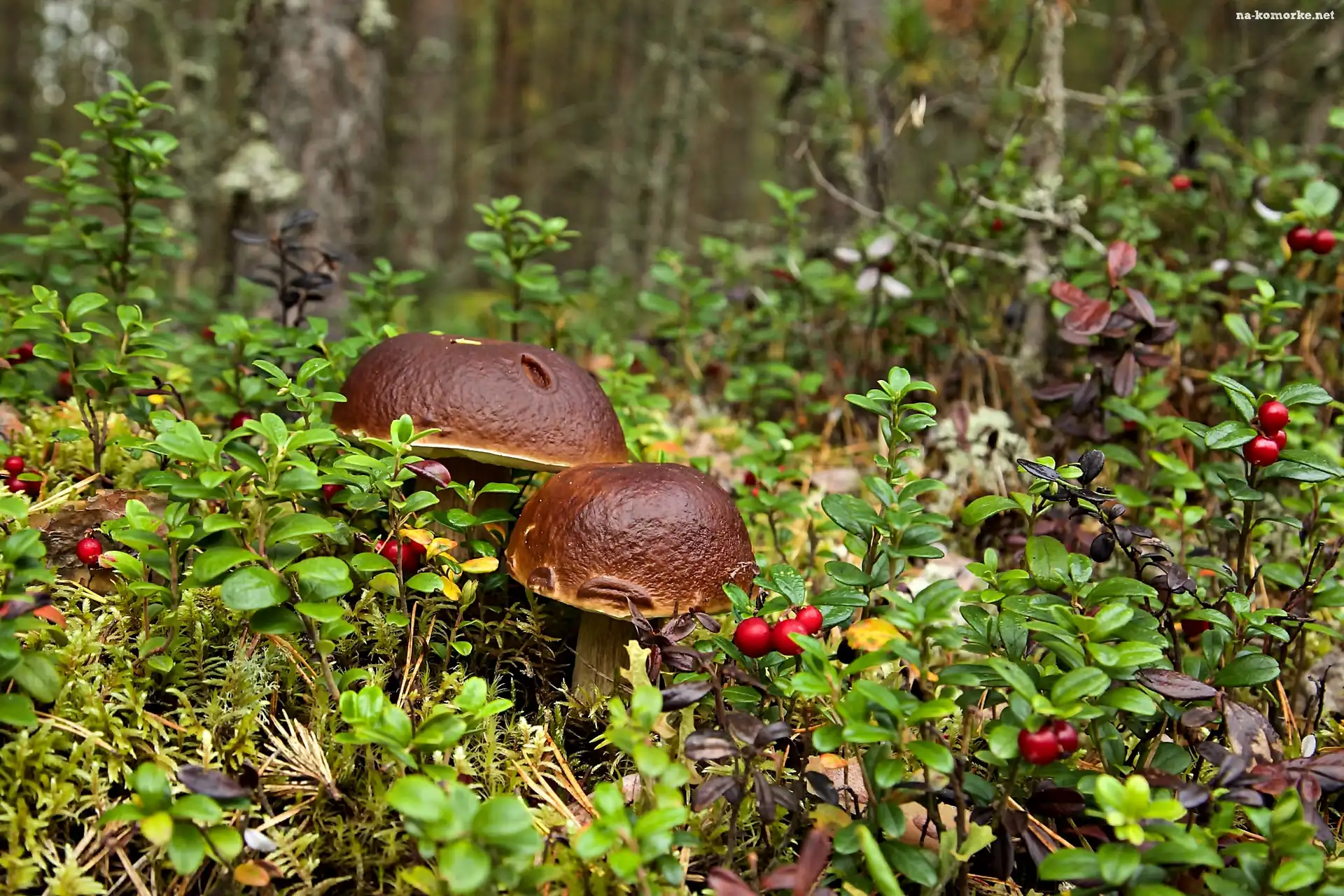 Grzyby, Borowiki, Ściółka