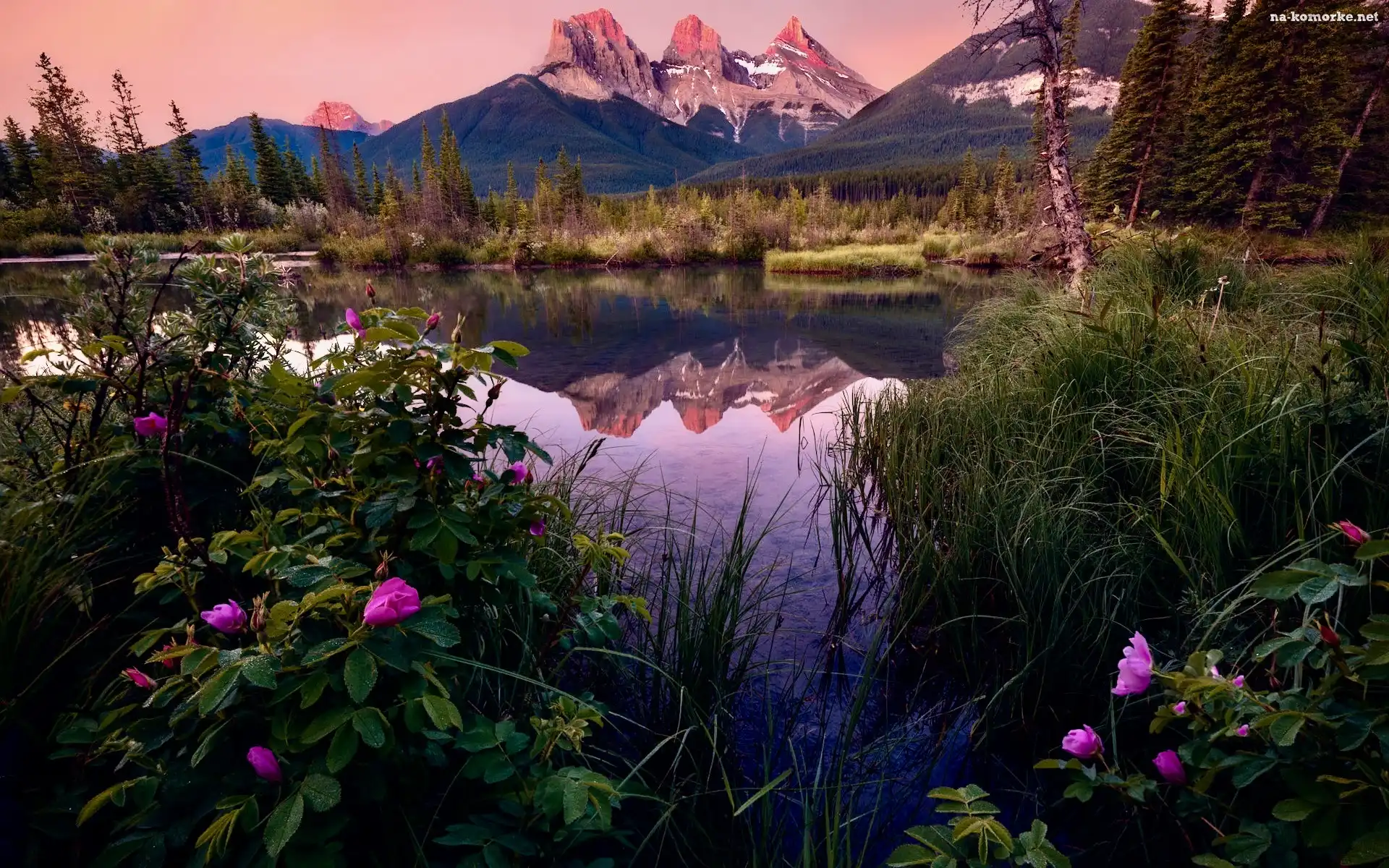 Canmore, Rzeka, Kwiaty, Three Sisters Peaks, Góry, Alberta, Kanada, Bow River, Drzewa