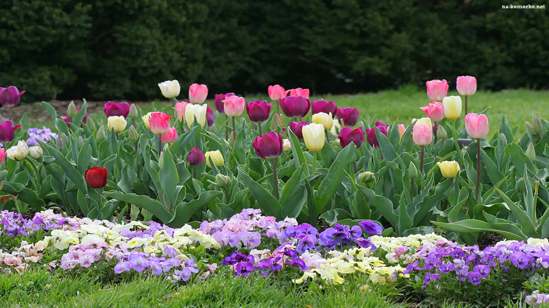 Ogród, Bratki, Tulipany