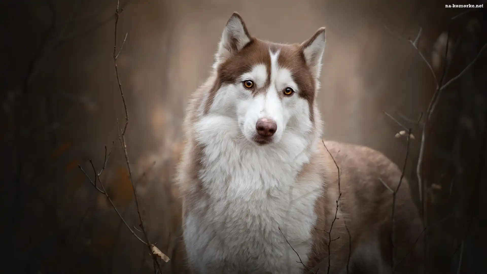 Brązowo-biały, Pies, Siberian husky