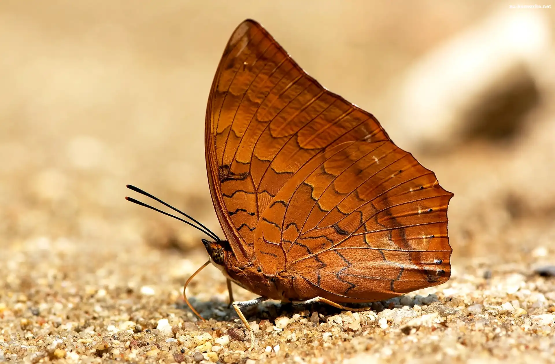 BrÄ…zowy, Piasek, Motyl, Charaxes marmax