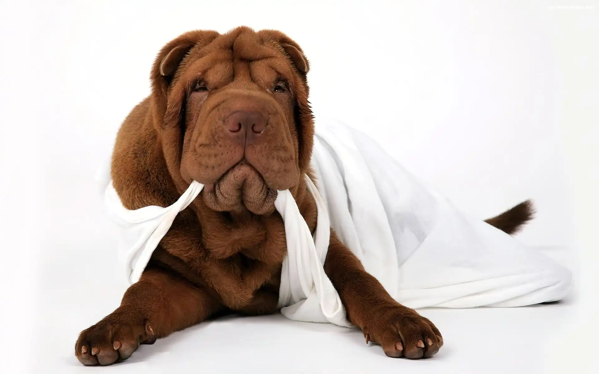 Brązowy, Podkoszulka, Shar Pei, Biała