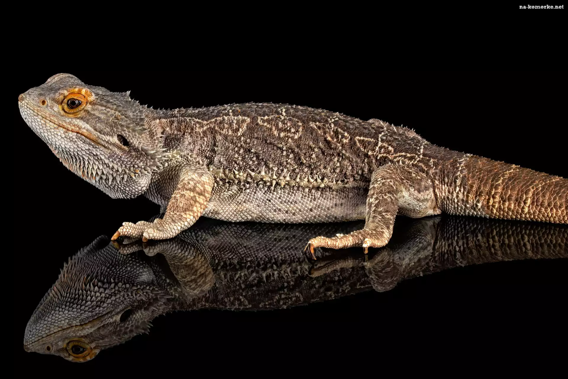Jaszczurka, Odbicie, Agama brodata
