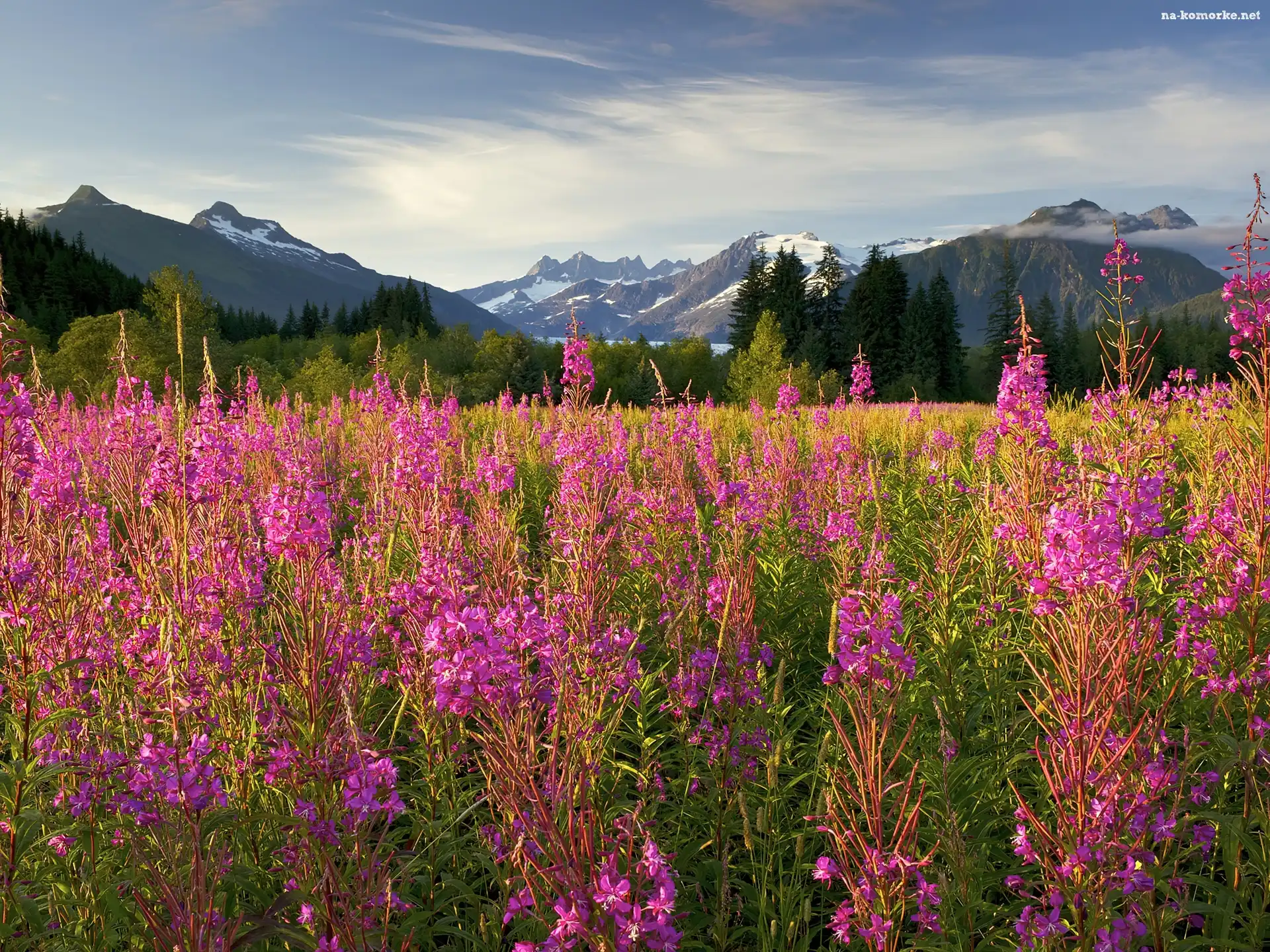 Brotherhood Park, Fireweed, Kwitnący, Ognisty, Chwast