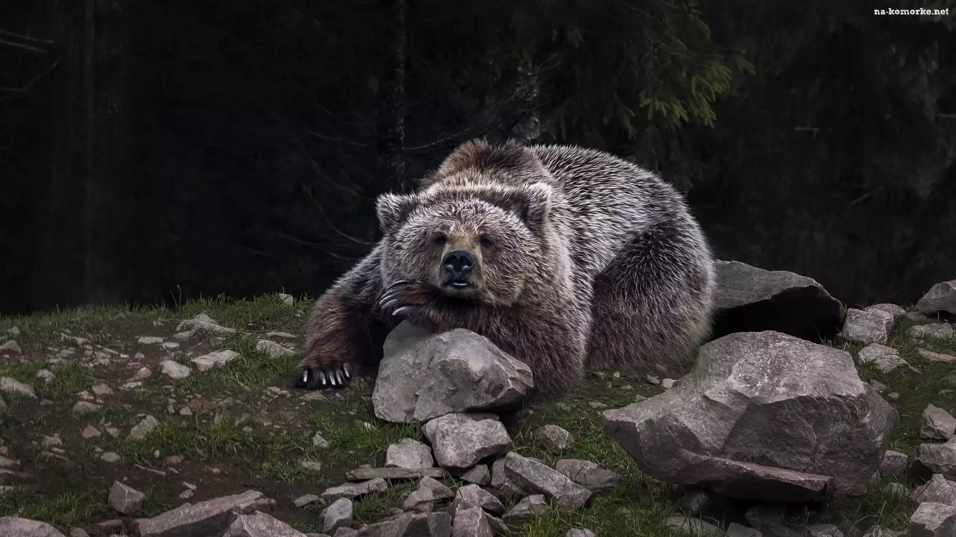 Niedźwiedź brunatny, Kamienie