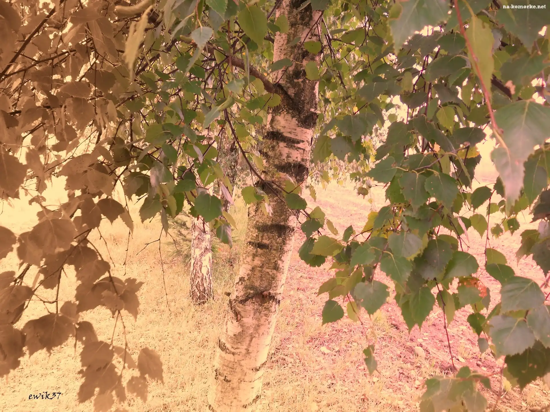 Brzoza, Sepia