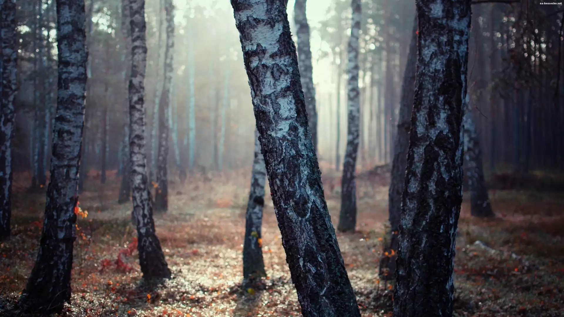 Brzozowy, Wschód Słońca, Las, Mgła