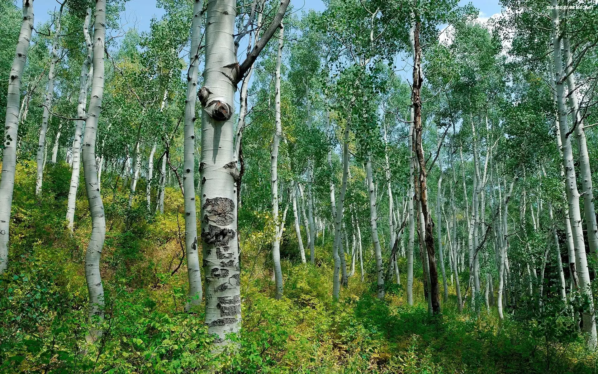 Brzozy, Las, Stok, Wiosna