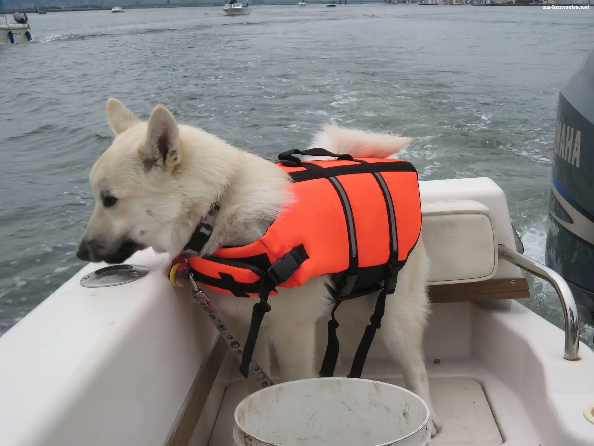 Norsk Buhund, kapok