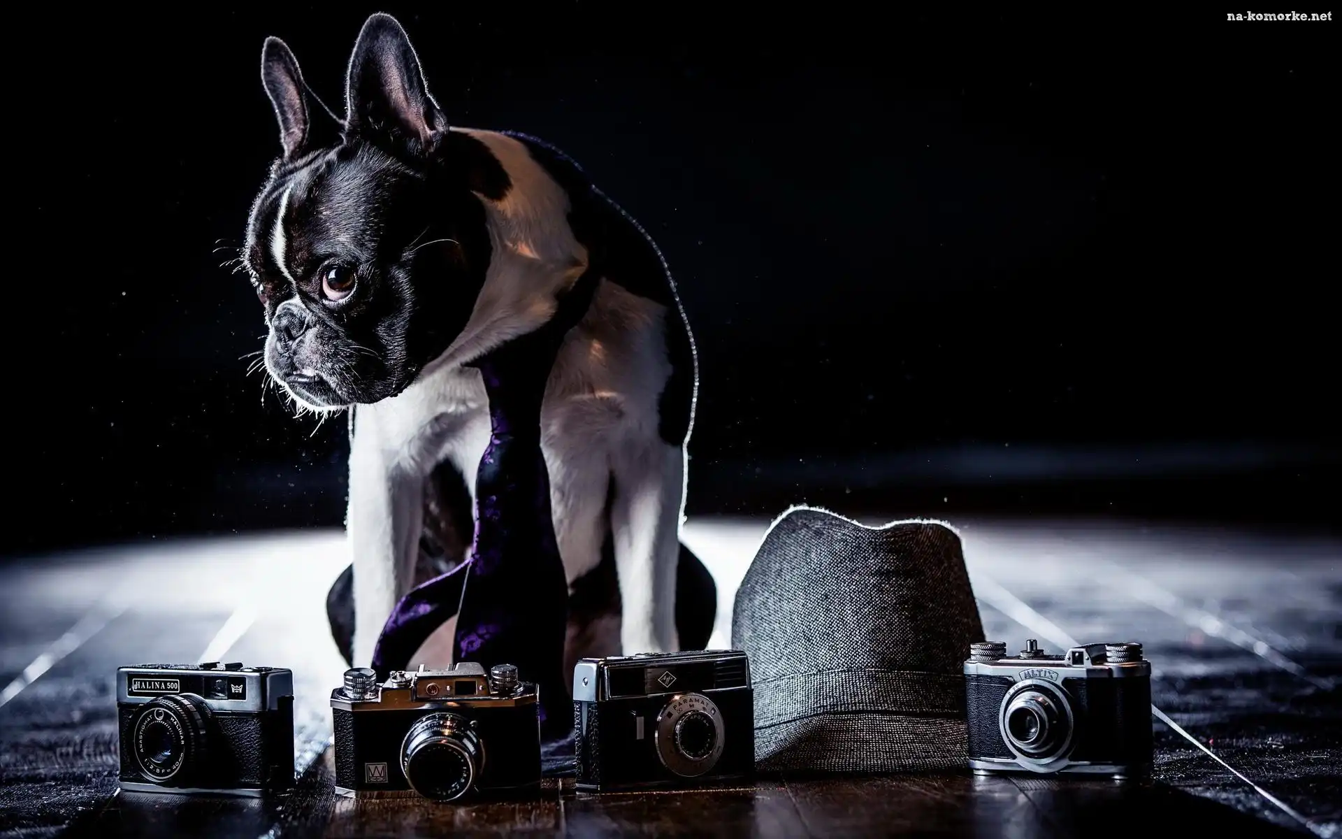 Buldog francuski, Krawat, Aparaty fotograficzne, Kapelusz