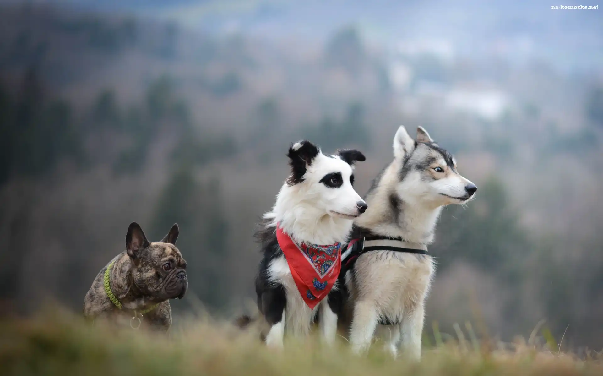 Buldog francuski, Border collie, Siberian husky