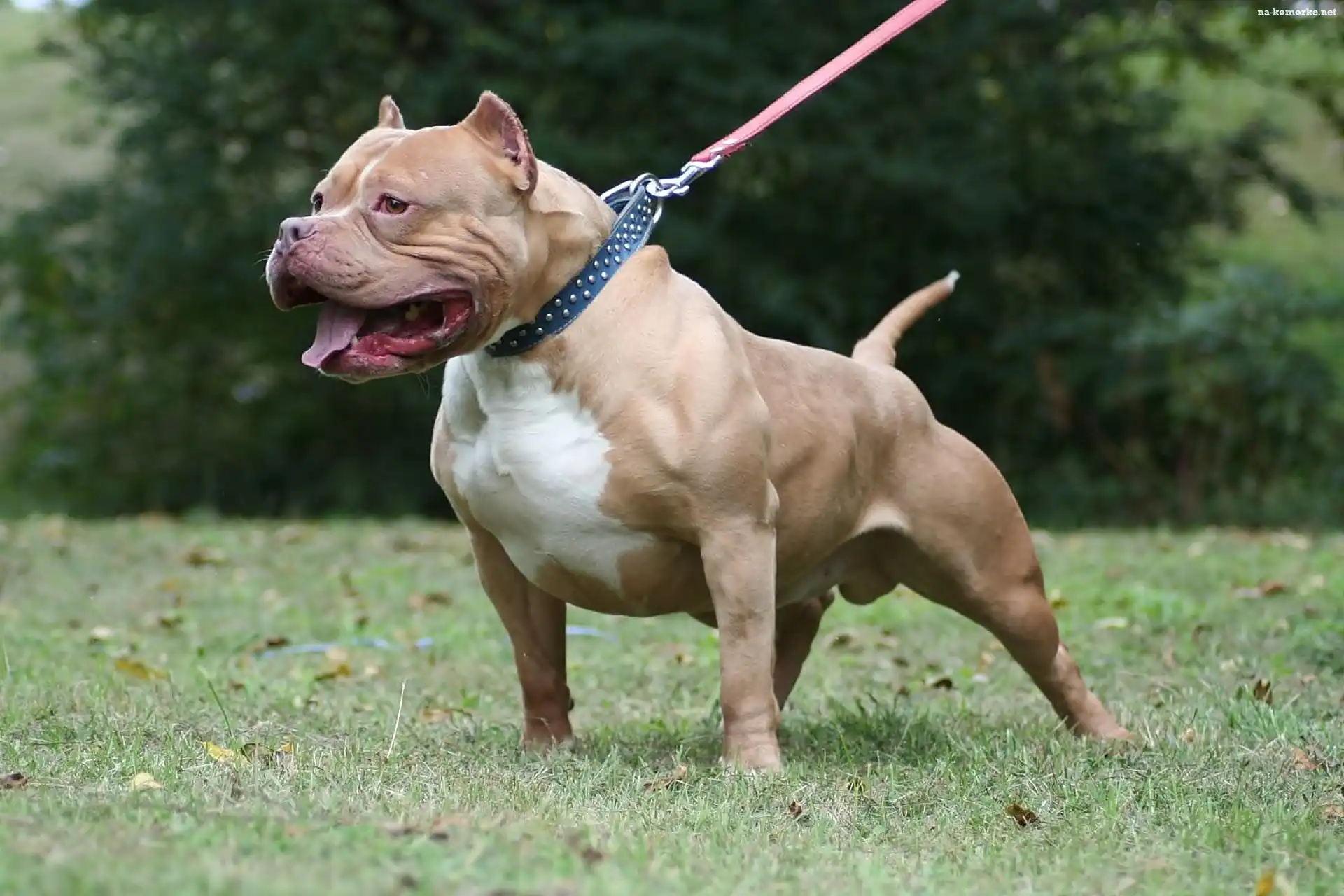 Pit Bull, Smycz