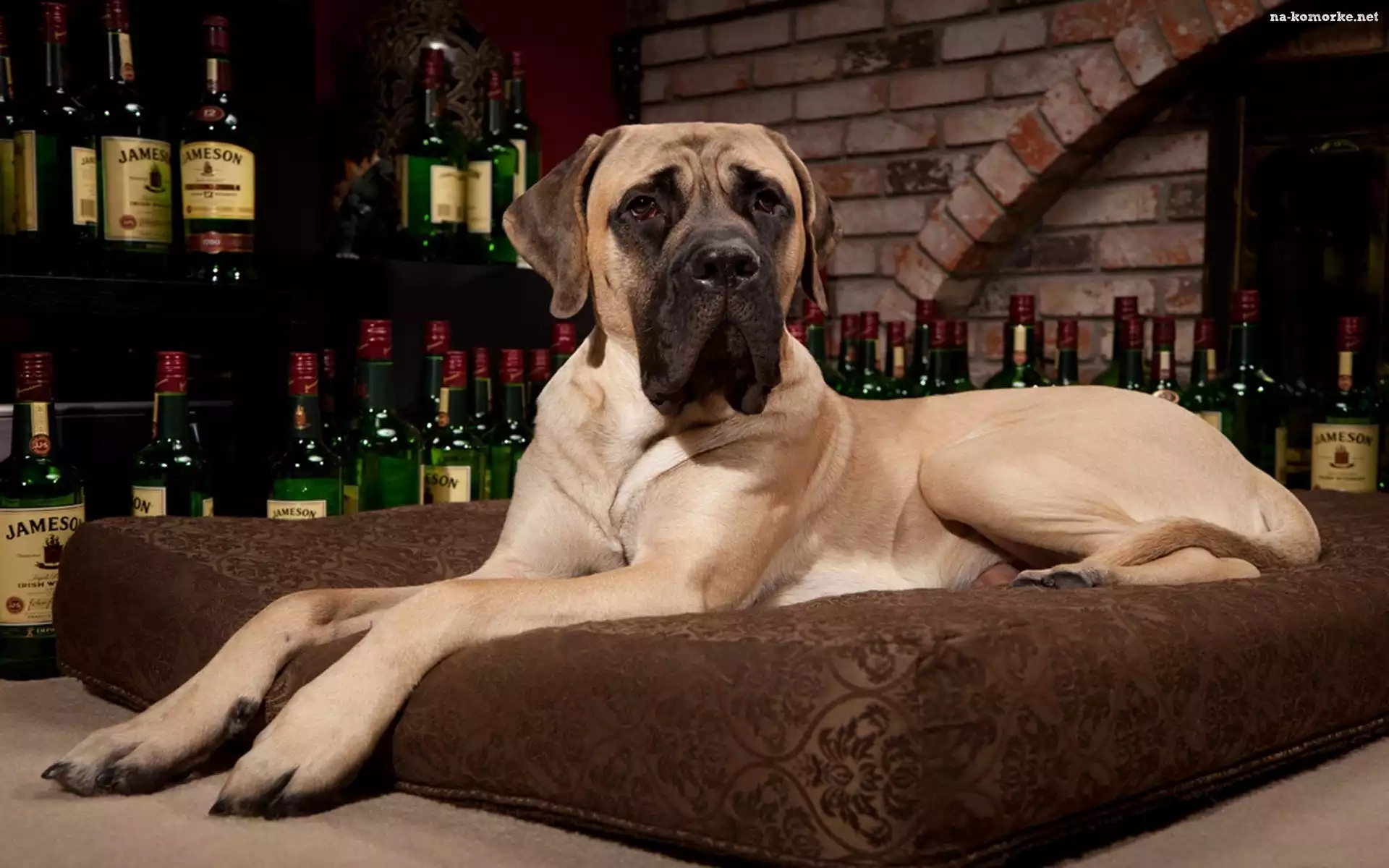 Butelki, Dog, Whisky, Poducha