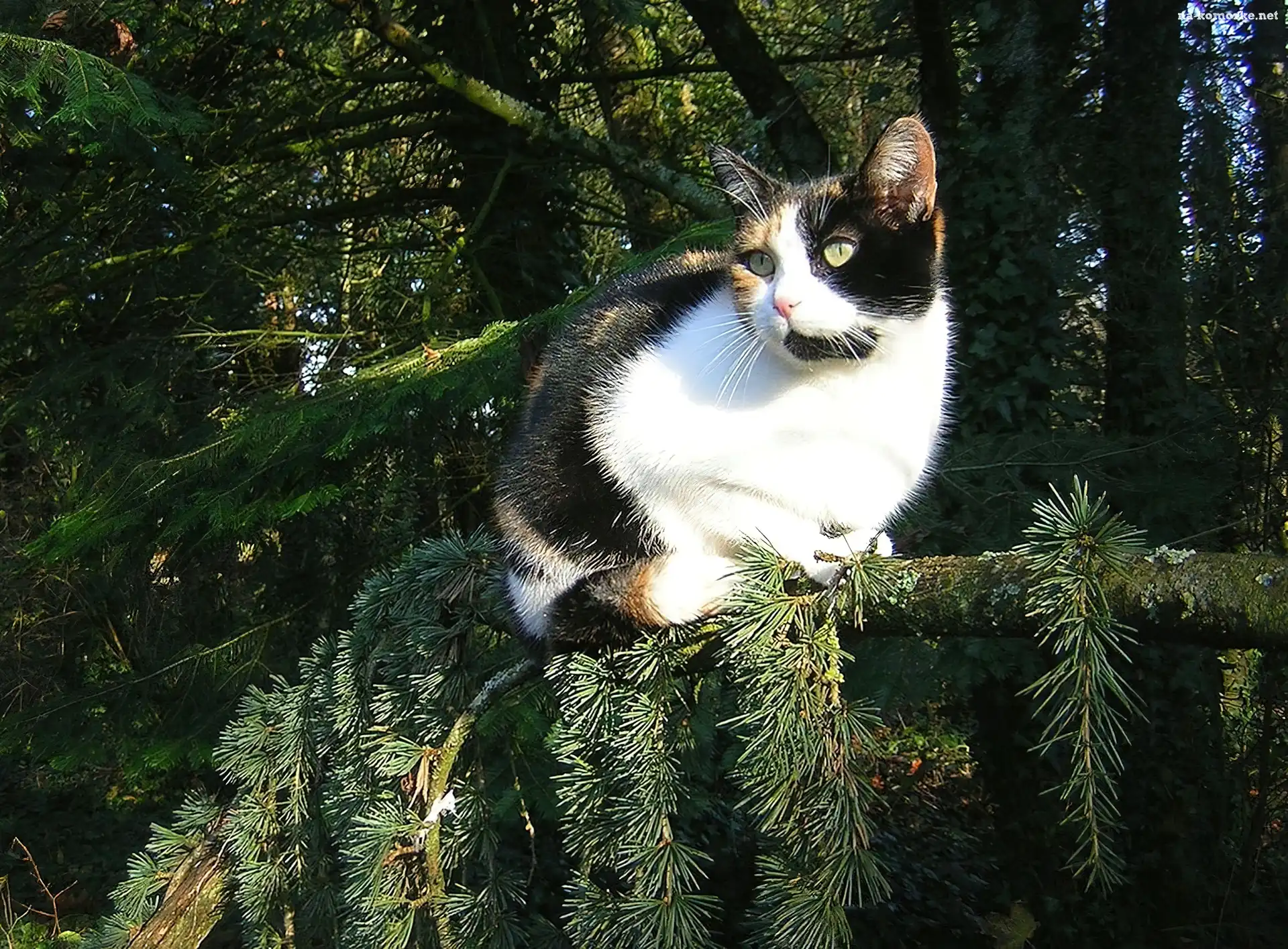 Kotek, Calico, Las