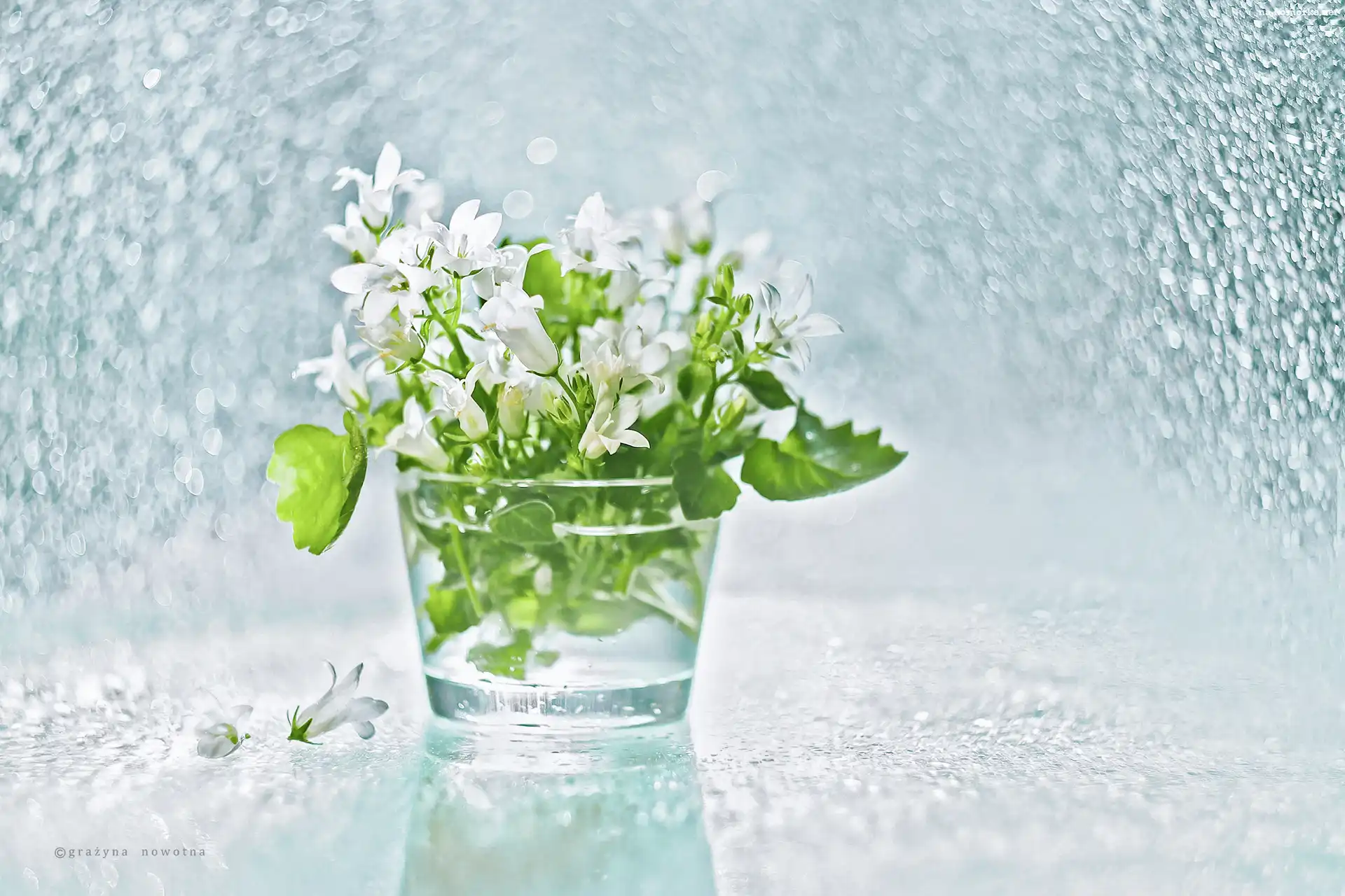 Campanula, Dzwonek Dalmatyński, Biały