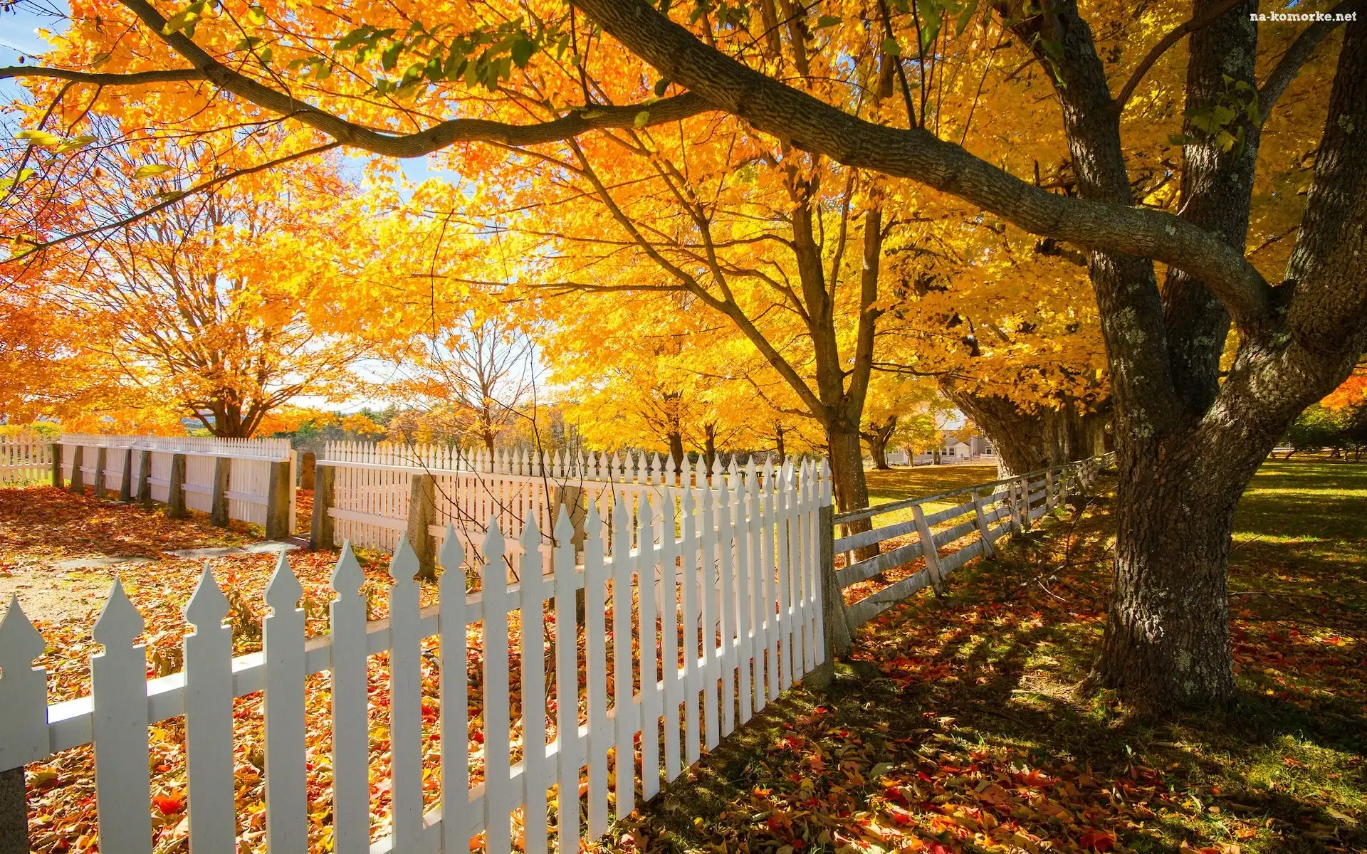 Jesień, New Hampshire, Stany Zjednoczone, Drzewa, Ogrodzenie, Shaker Village, Canterbury