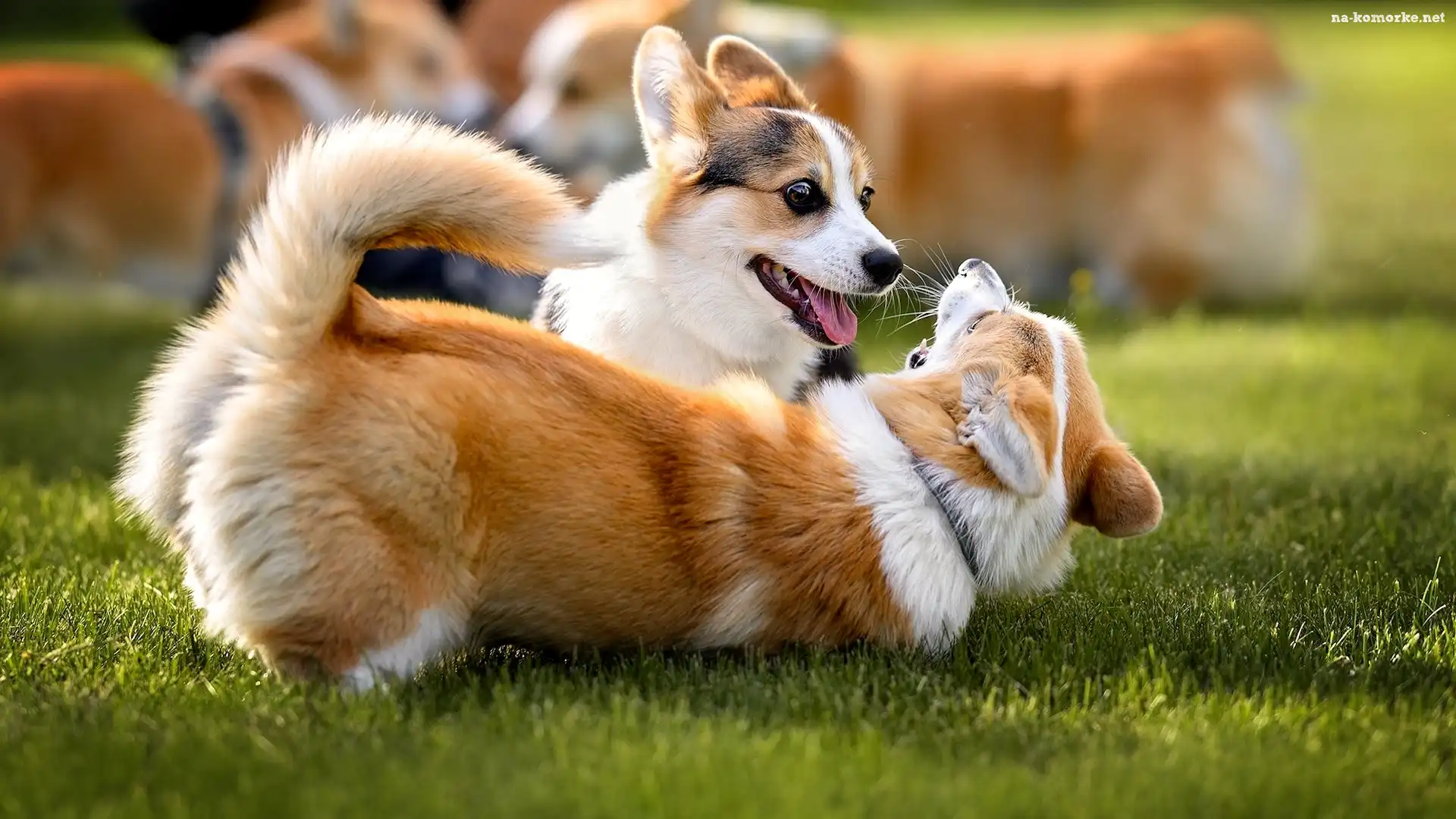 Zabawa, Welsh corgi cardigan, Dwa, Psy