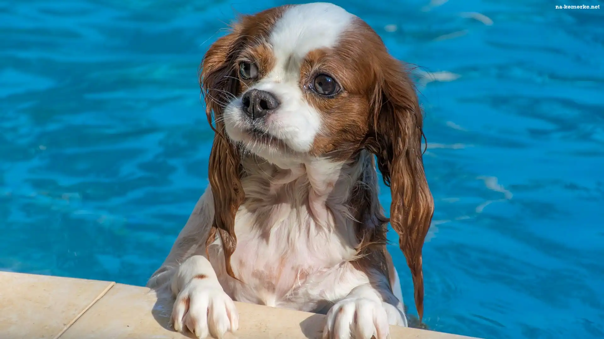 Pies, Cavalier king charles spaniel, Kąpiel, Basen