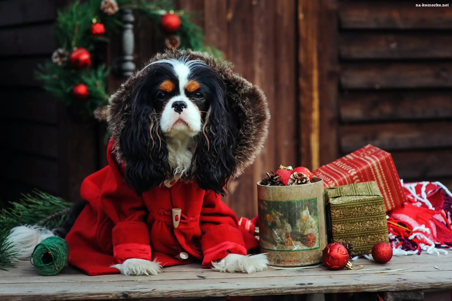 Cavalier King Charles spaniel, Ubranko, Choinka