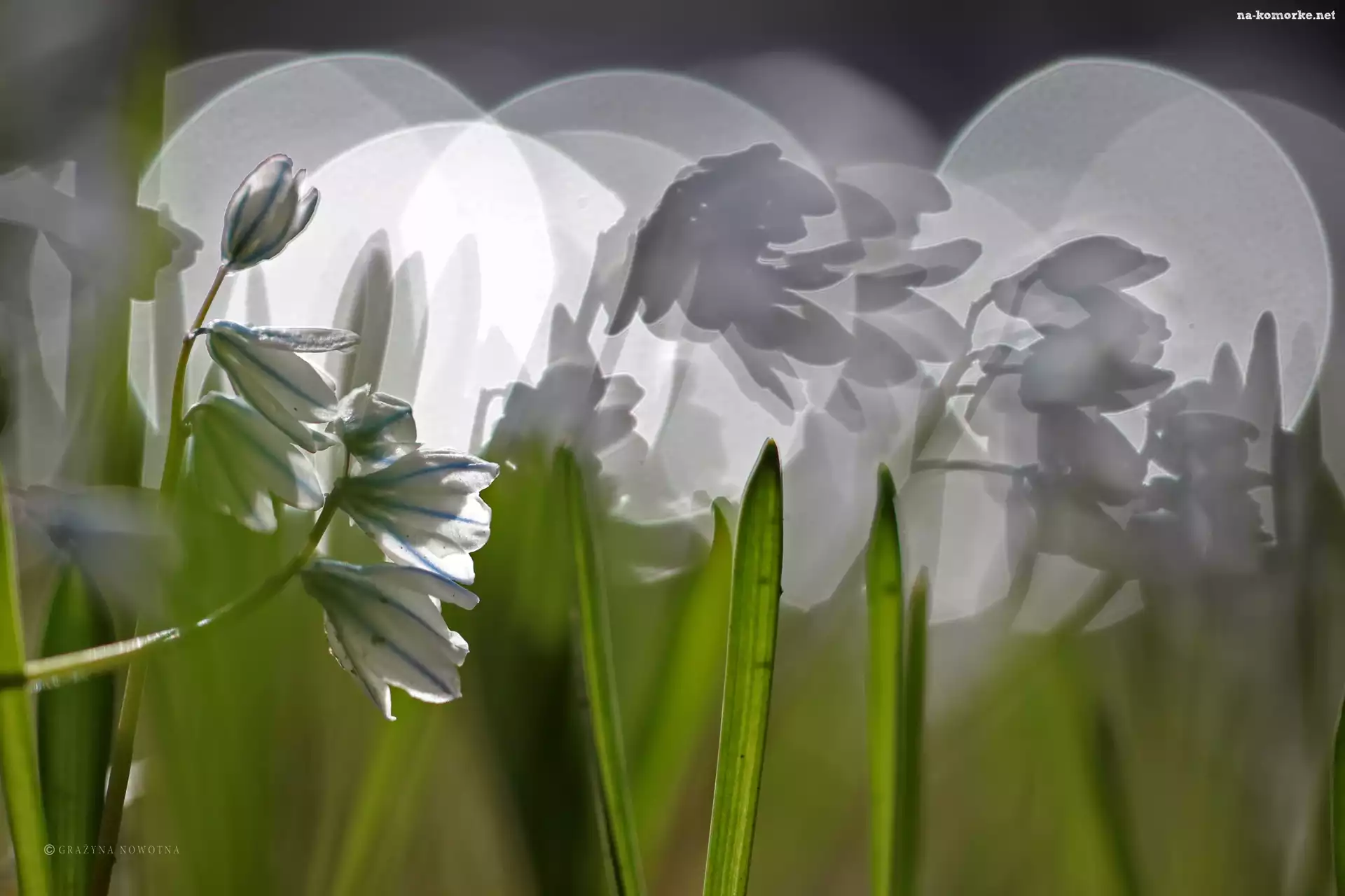 Cebulice Syberyjskie, Makro, Kwiaty, Bokeh