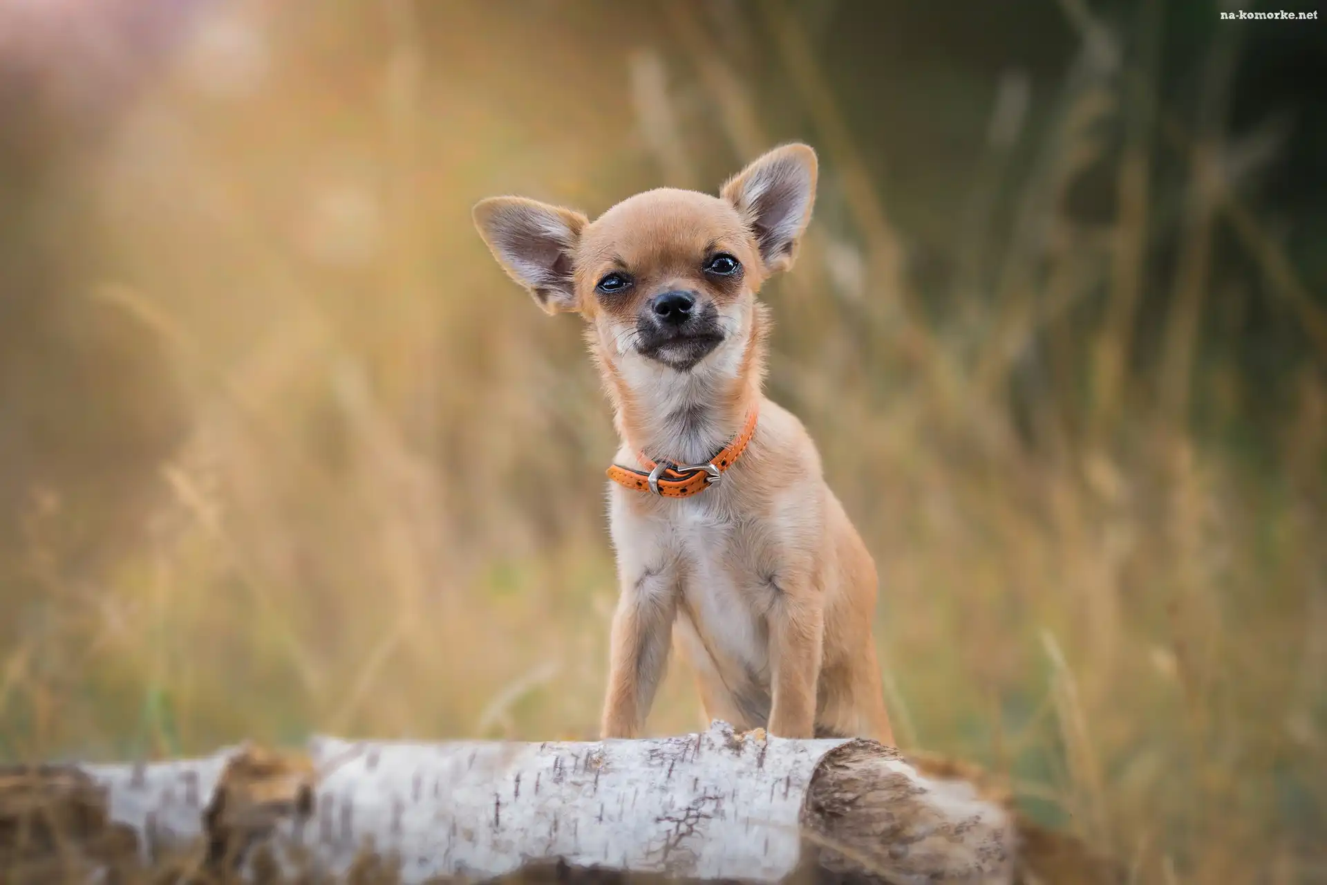 Chihuahua, Obroża, Piesek, Pomarańczowa