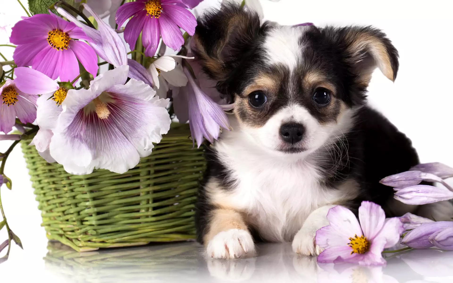 Chihuahua, Kwiatki, Szczeniak, Kosz