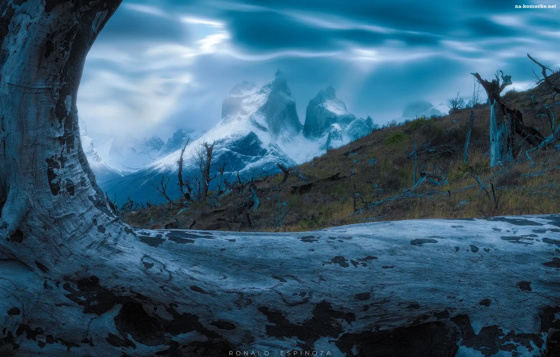 Drzewo, Góry, Park Narodowy Torres del Paine, Chile