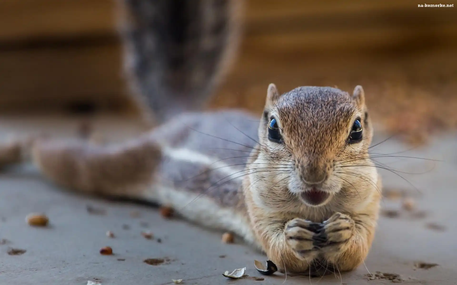 Chipmunk, Łapki