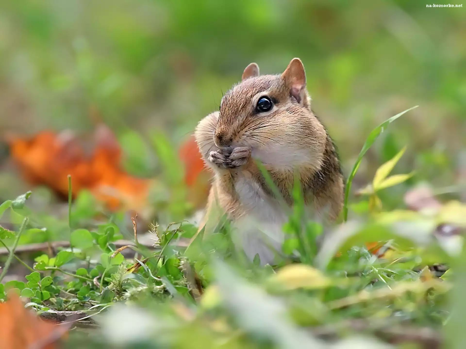 Chipmunk, Łapki