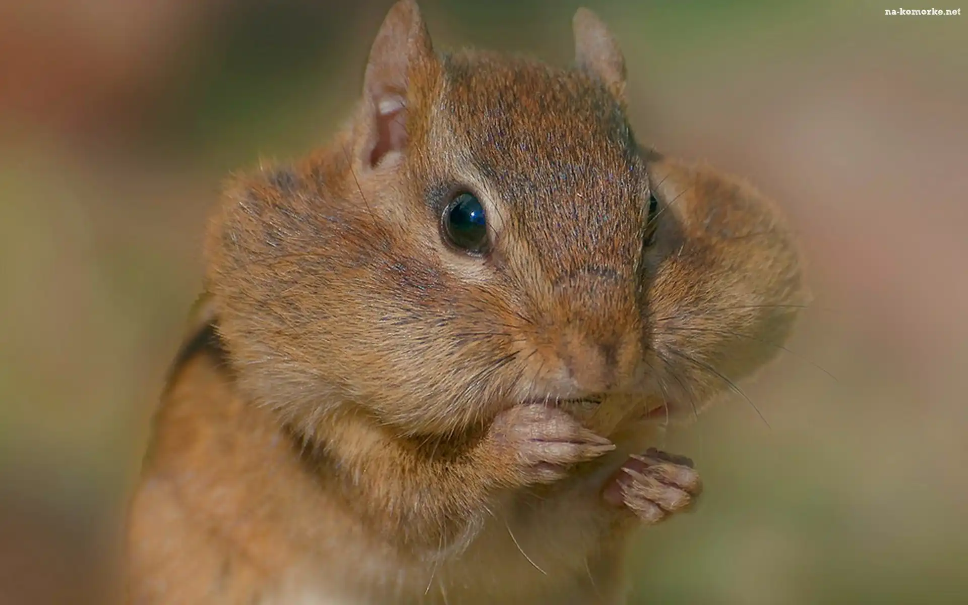 Chipmunk, Portrecik