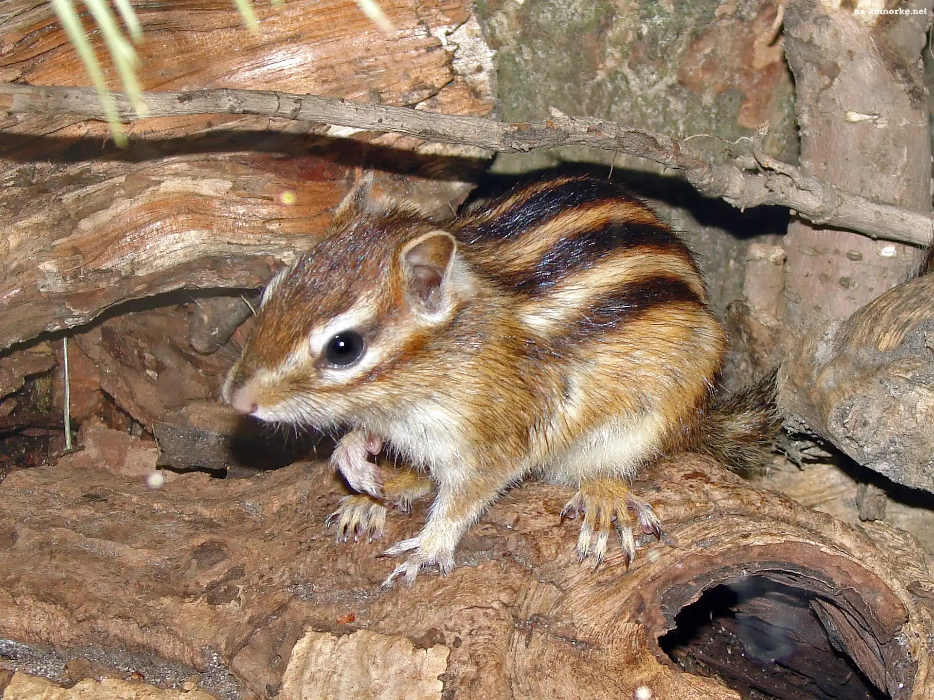 Chipmunk, Skały