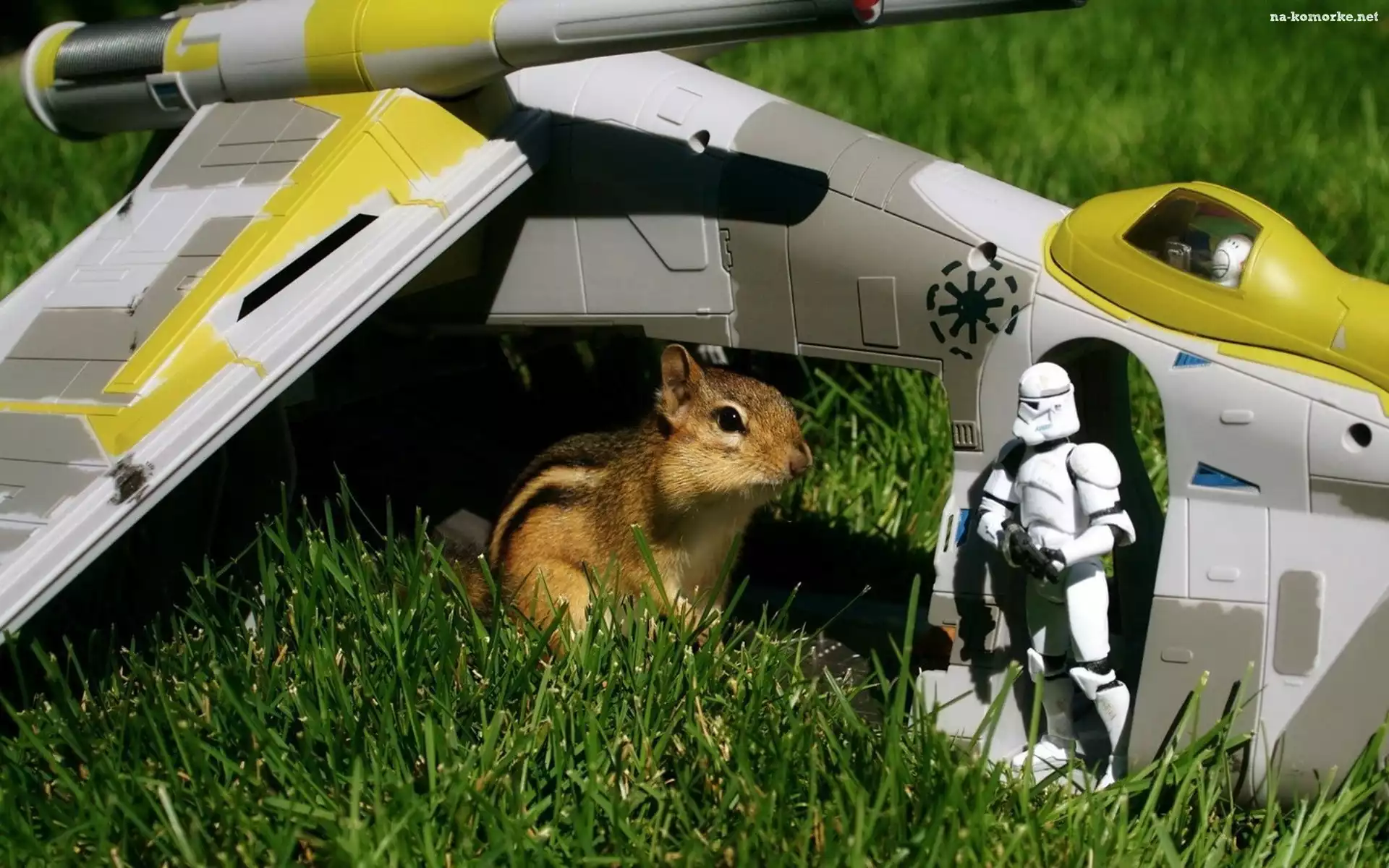 Chipmunk, Trawa