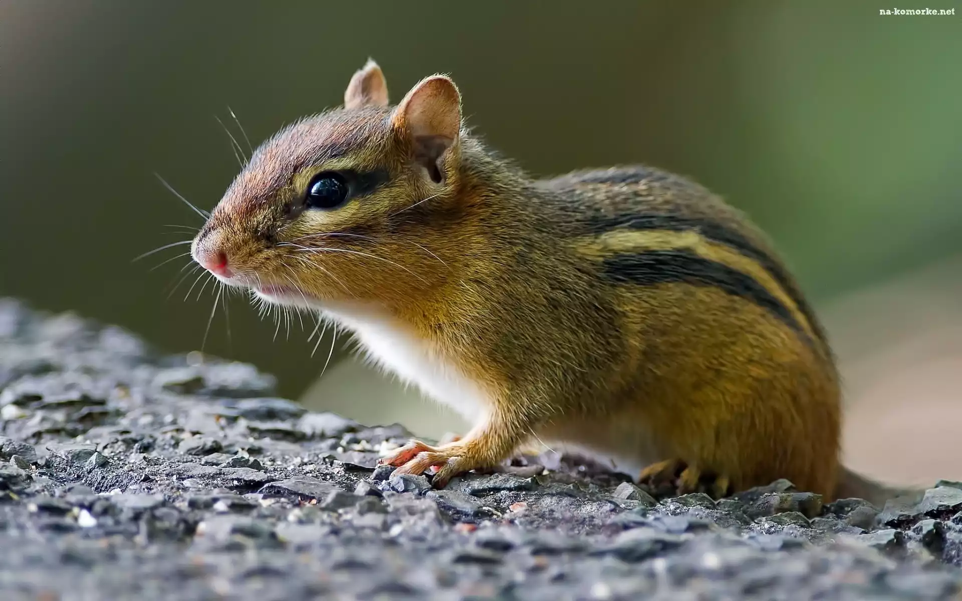 Chipmunk, Skała, Wiewiórka, Ziemna