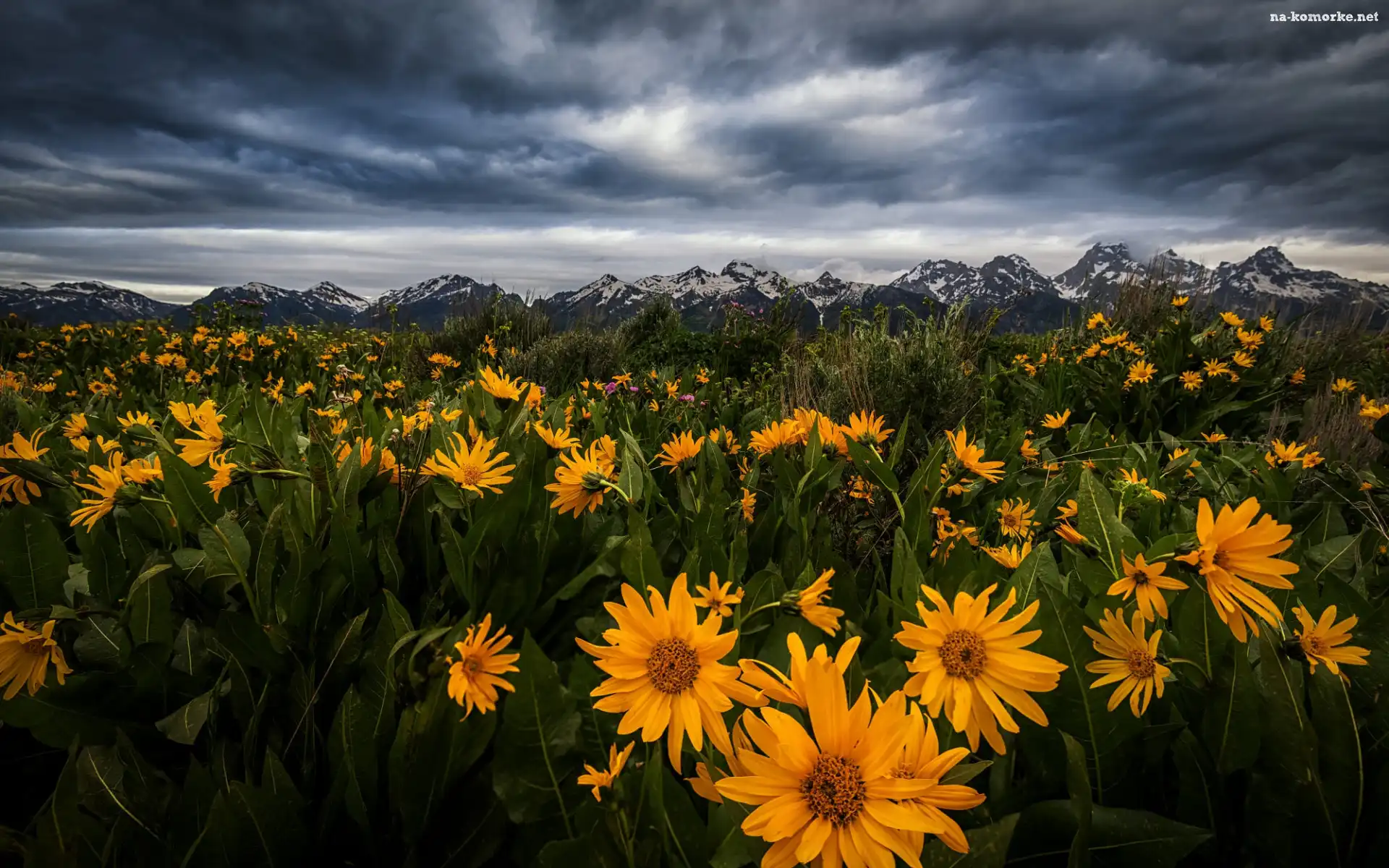 Park Narodowy Grand Teton, Balsamorhiza, Łąka, Stany Zjednoczone, Kwiaty, Chmury, Góry, Wyoming