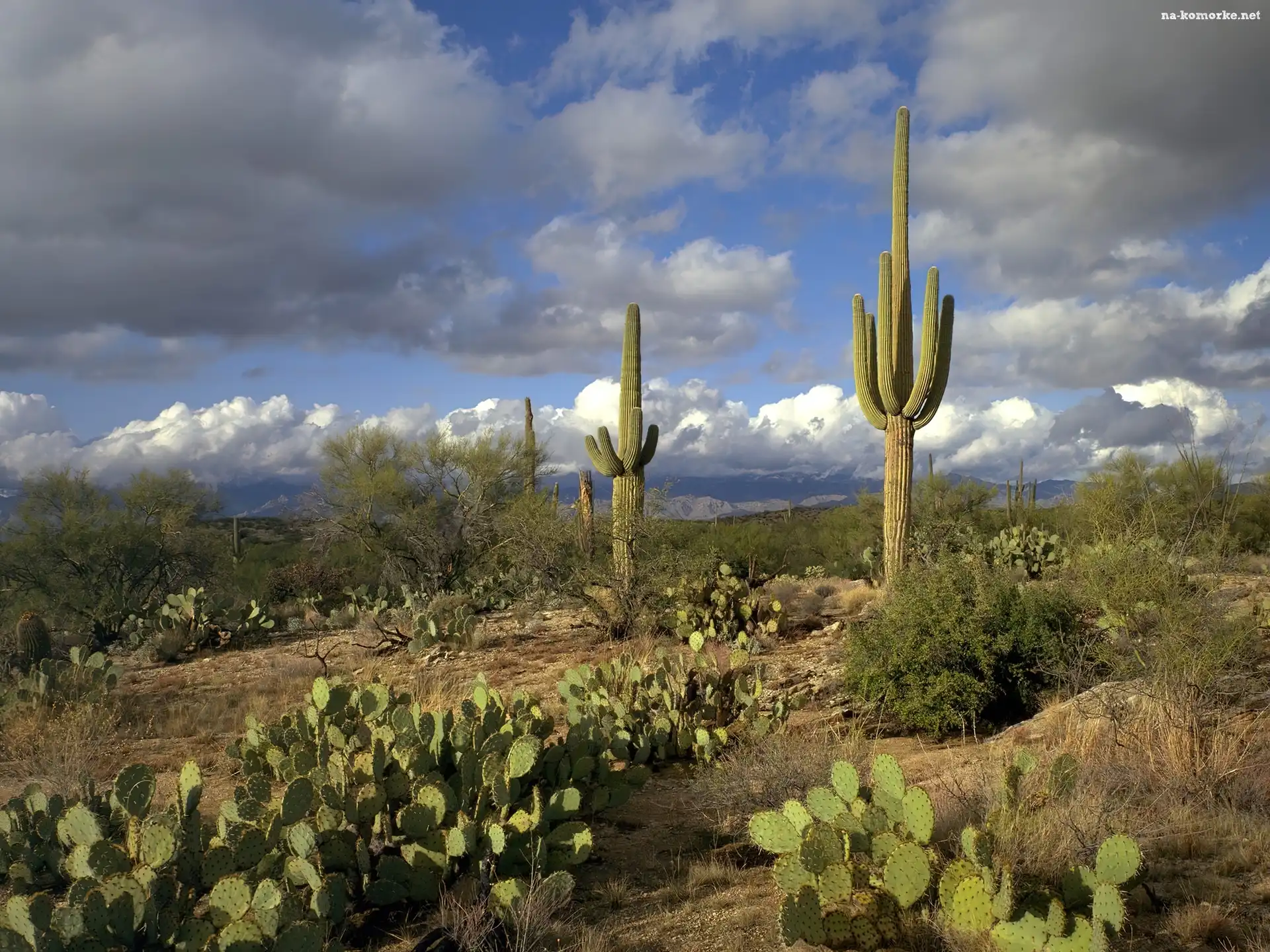 Opuncje, Pustynia, Chmury, Karnegia olbrzymia, Stany Zjednoczone, Kaktusy, Stan Arizona, Saguaro, Park Narodowy Saguaro